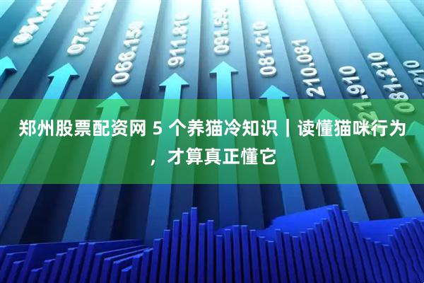 郑州股票配资网 5 个养猫冷知识｜读懂猫咪行为，才算真正懂它